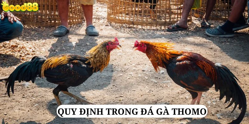 doi-net-ve-luat-choi-da-ga-thomo